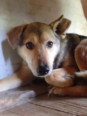 Zoee, female 6yo Mixed Breed for adoption at Remember Me France