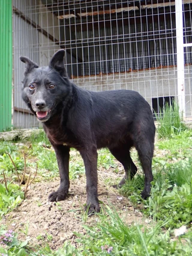 Mexique, female young Mixed Breed for adoption at Remember Me France