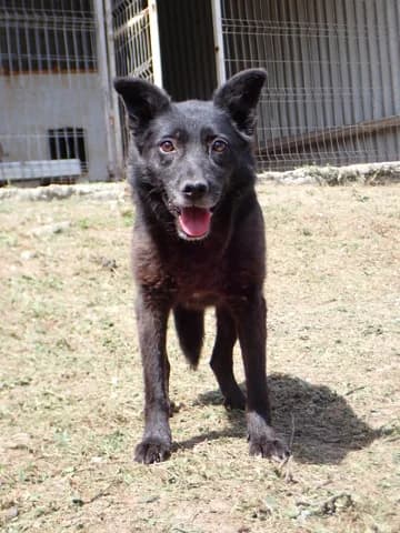 Mexique, female young Mixed Breed for adoption at Remember Me France