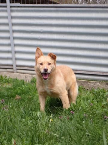 Belize, female young Mixed Breed for adoption at Remember Me France