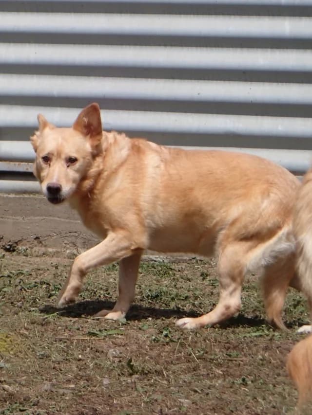 Belize, female young Mixed Breed for adoption at Remember Me France