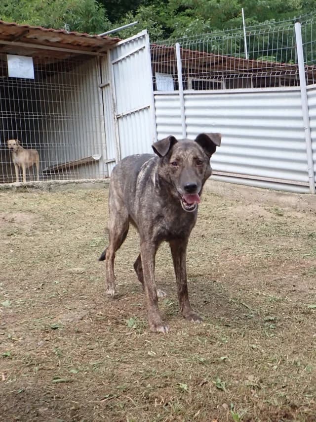 Montana, brungé Stérilisée : oui Vaccinée : oui P female 6yo Mixed Breed for adoption at Remember Me France
