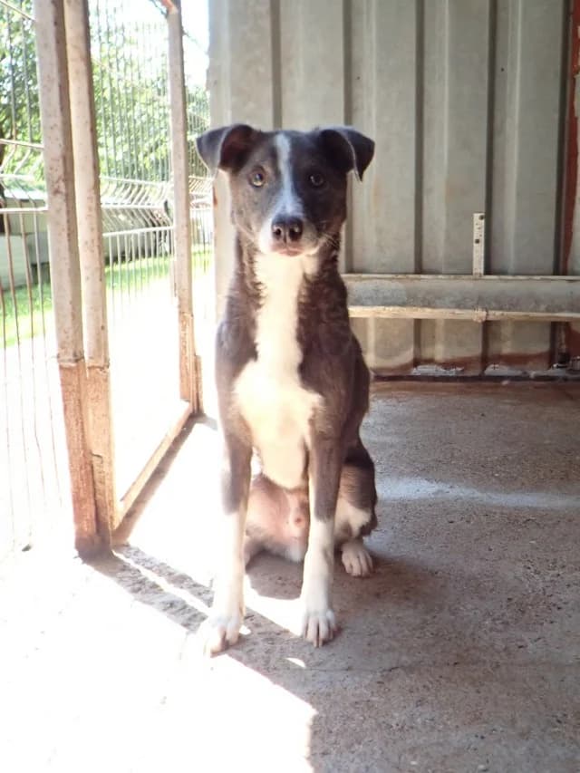 Radu, male 7yo Mixed Breed for adoption at Remember Me France