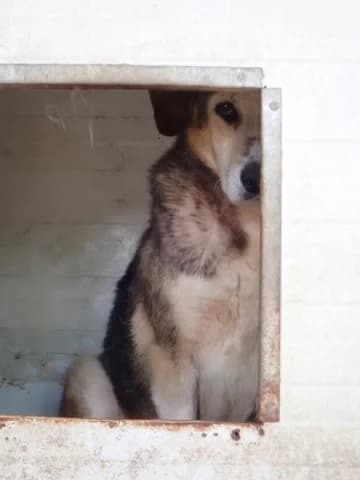 Reno, male senior Mixed Breed for adoption at Remember Me France