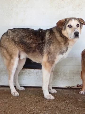 Reno, male senior Mixed Breed for adoption at Remember Me France