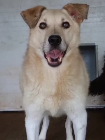 Clinton, male 5yo Mixed Breed for adoption at Remember Me France