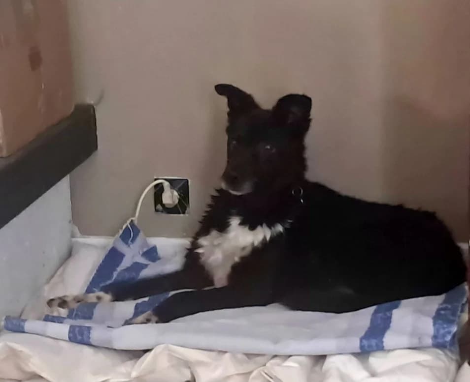 Chypre, female puppy Mixed Breed for adoption at Remember Me France