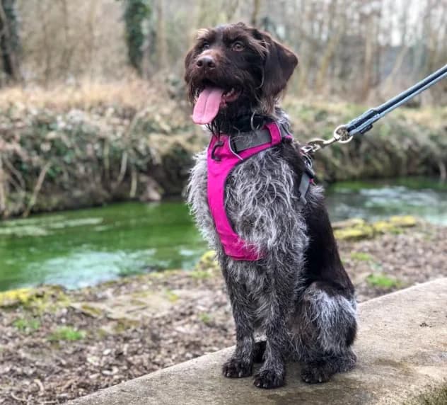 Ficelle, female senior mixed breed for adoption at Rêv