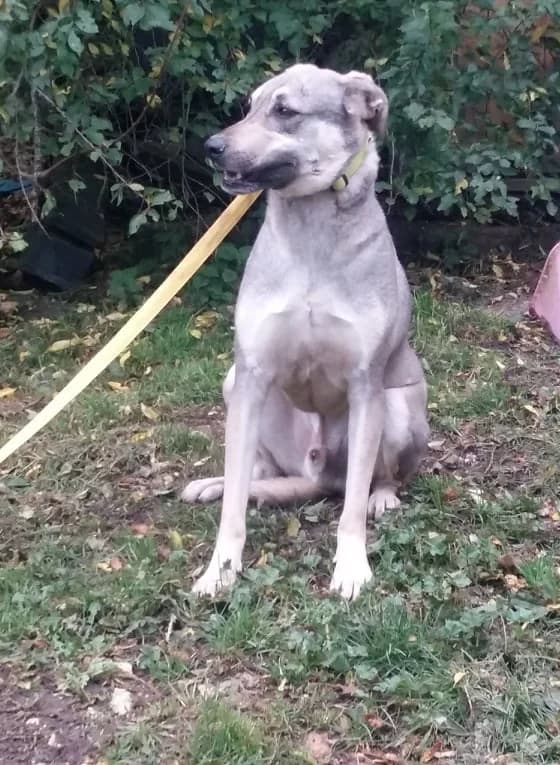 Mousse, 7yo mixed breed for adoption at Rêv