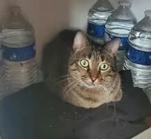 PAXY, female 7yo European Shorthair for adoption at Refuge Rêves de chiens, Viry-Châtillon