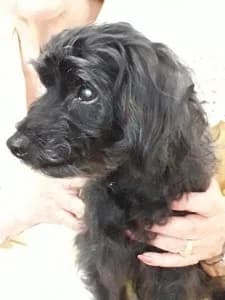 BATMAN, senior Poodle for adoption at Refuge Rêves de chiens, Viry-Châtillon