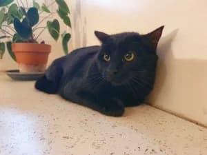 SONY, 5yo European Shorthair for adoption at Refuge Rêves de chiens, Viry-Châtillon
