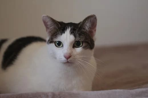 TABATA, female 5yo European Shorthair for adoption at Refuge Rêves de chiens, Viry-Châtillon