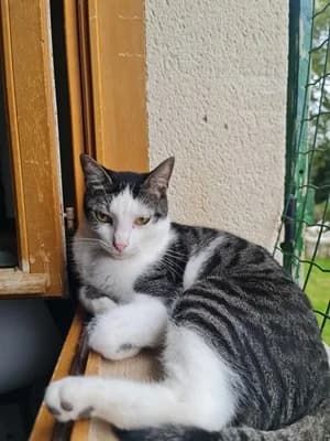 TEXAS, 4yo European Shorthair for adoption at Refuge Rêves de chiens, Viry-Châtillon