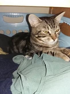 YOGA, 4yo European Shorthair for adoption at Refuge Rêves de chiens, Viry-Châtillon