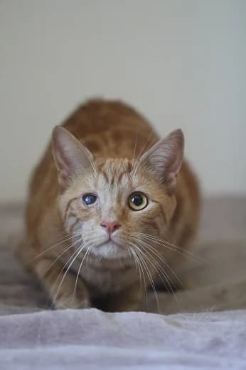 TIMEO, 4yo European Shorthair for adoption at Refuge Rêves de chiens, Viry-Châtillon