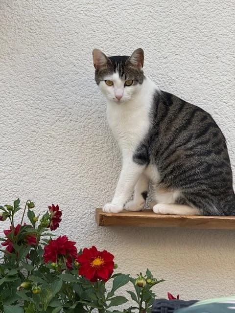 VERDI, young European Shorthair for adoption at Refuge Rêves de chiens, Viry-Châtillon