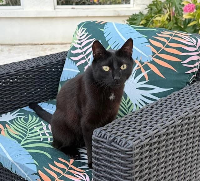 VADIM, male young European Shorthair for adoption at Refuge Rêves de chiens, Viry-Châtillon
