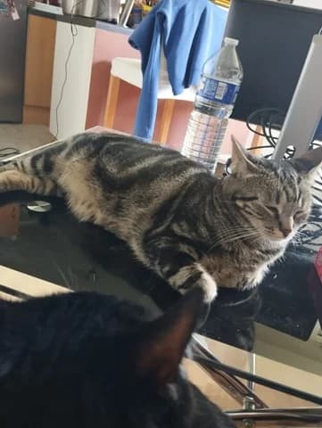YOGI, 4yo European Shorthair for adoption at Refuge Rêves de chiens, Viry-Châtillon