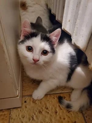 MISA, female young European Shorthair for adoption at Refuge Rêves de chiens, Viry-Châtillon