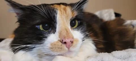 RAIPONCE, female 6yo European Shorthair for adoption at Refuge Rêves de chiens, Viry-Châtillon