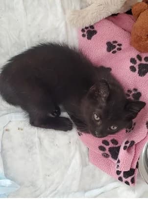 GROGU, puppy European Shorthair for adoption at Refuge Rêves de chiens, Viry-Châtillon
