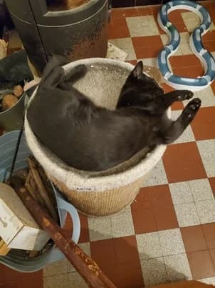 GROGU, puppy European Shorthair for adoption at Refuge Rêves de chiens, Viry-Châtillon