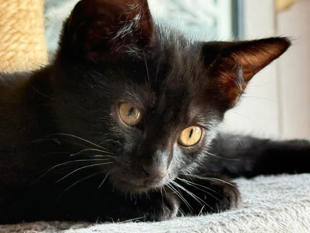 BALZAC, puppy European Shorthair for adoption at Refuge Rêves de chiens, Viry-Châtillon