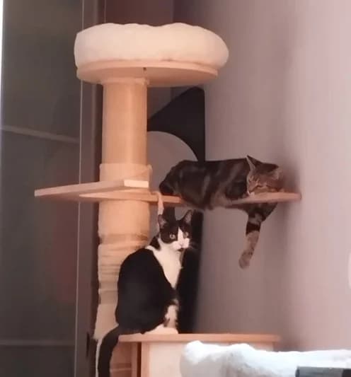 CASCA, female young European Shorthair for adoption at Refuge Rêves de chiens, Viry-Châtillon
