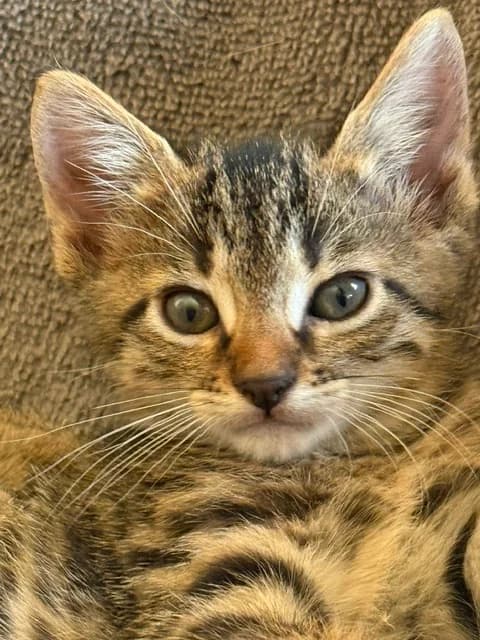 BAMBOU, puppy European Shorthair for adoption at Refuge Rêves de chiens, Viry-Châtillon