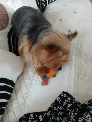 VIOLETTE, female senior Yorkshire Terrier for adoption at Refuge Rêves de chiens, Viry-Châtillon