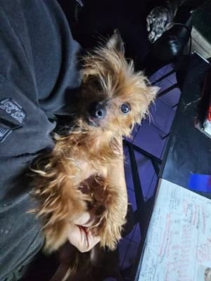 BELLA, female senior Yorkshire Terrier for adoption at Refuge Rêves de chiens, Viry-Châtillon