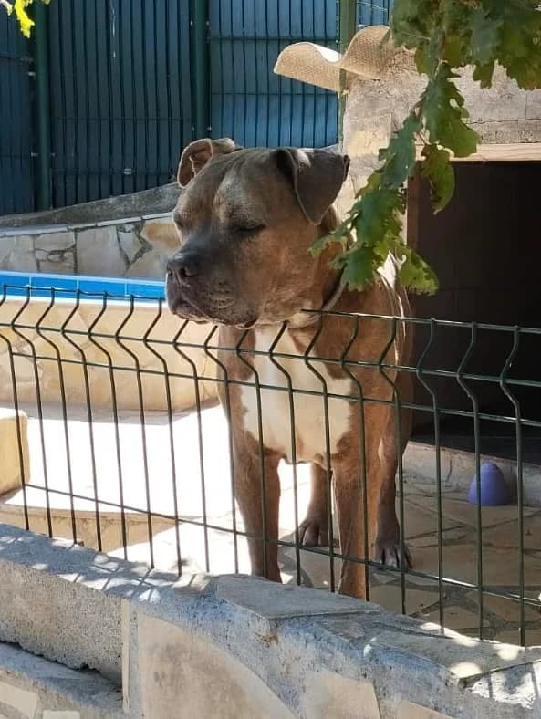 Tyson, male Mixed Breed for adoption at S.P.A.C.A Rescue Animals Protection Riviera, Vence