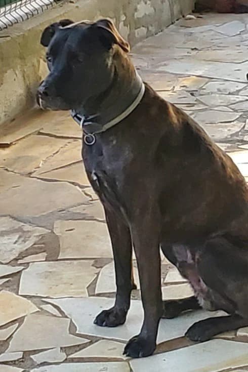 Heaven, male young Mixed Breed for adoption at S.P.A.C.A Rescue Animals Protection Riviera, Vence