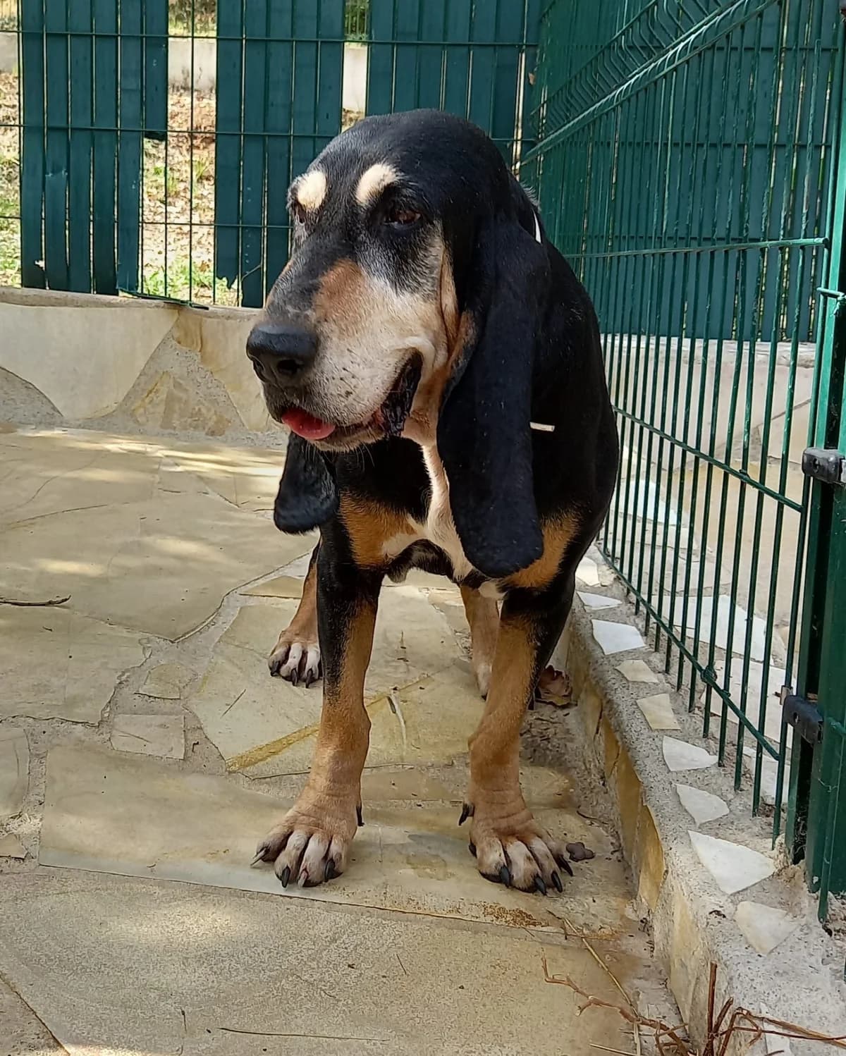 Luna, female senior Mixed Breed for adoption at S.P.A.C.A Rescue Animals Protection Riviera, Vence