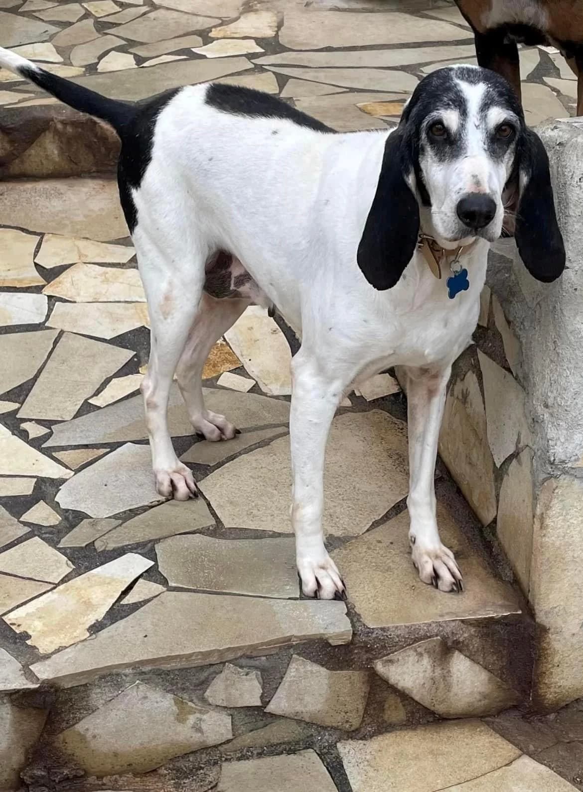 Mistic, female senior Mixed Breed for adoption at S.P.A.C.A Rescue Animals Protection Riviera, Vence