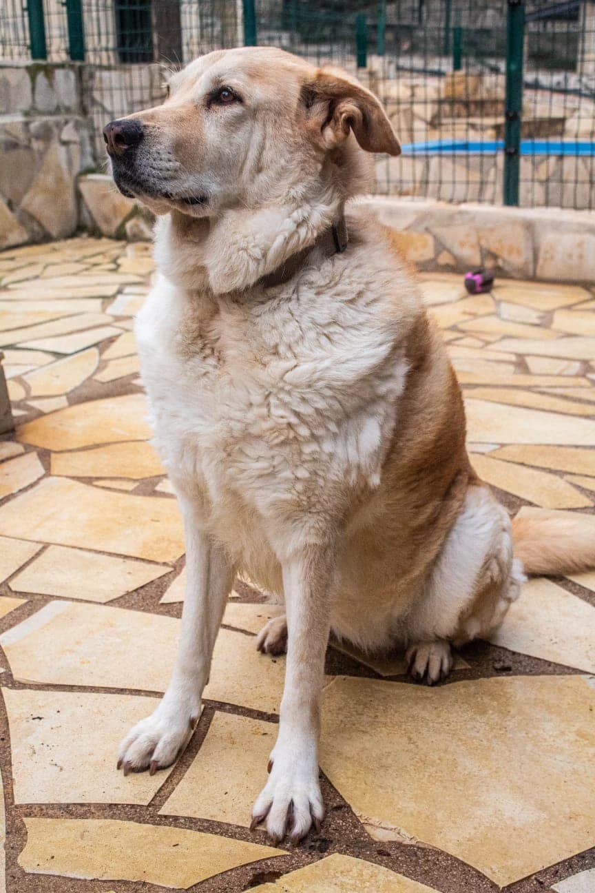 Bella, male senior Mixed Breed for adoption at S.P.A.C.A Rescue Animals Protection Riviera, Vence