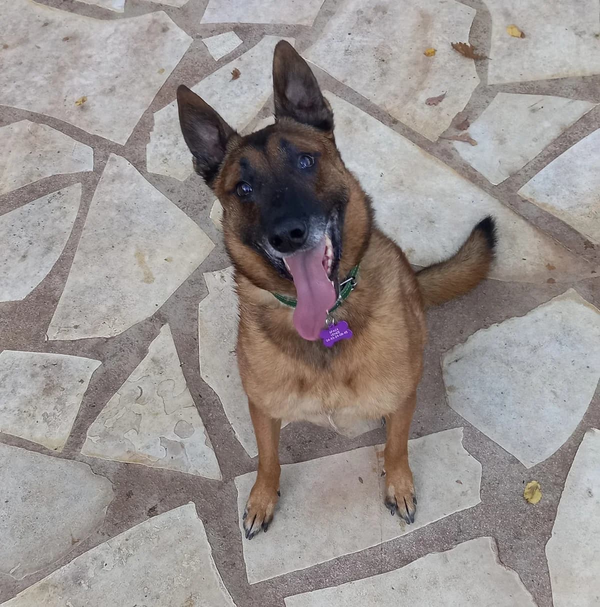 Etoile, female senior Mixed Breed for adoption at S.P.A.C.A Rescue Animals Protection Riviera, Vence
