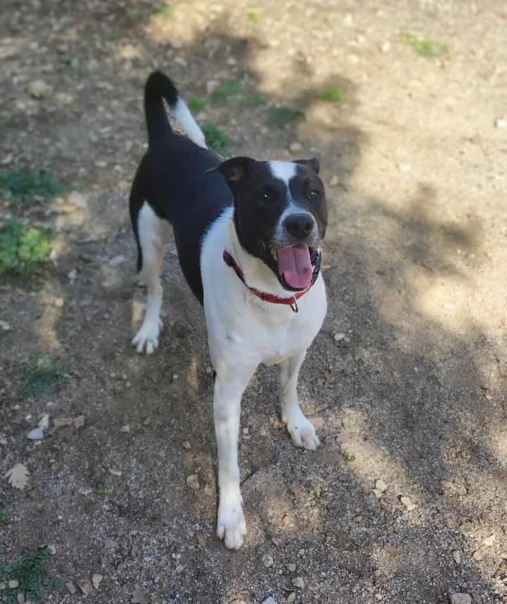Bucky, male 7yo Mixed Breed for adoption at S.P.A.C.A Rescue Animals Protection Riviera, Vence
