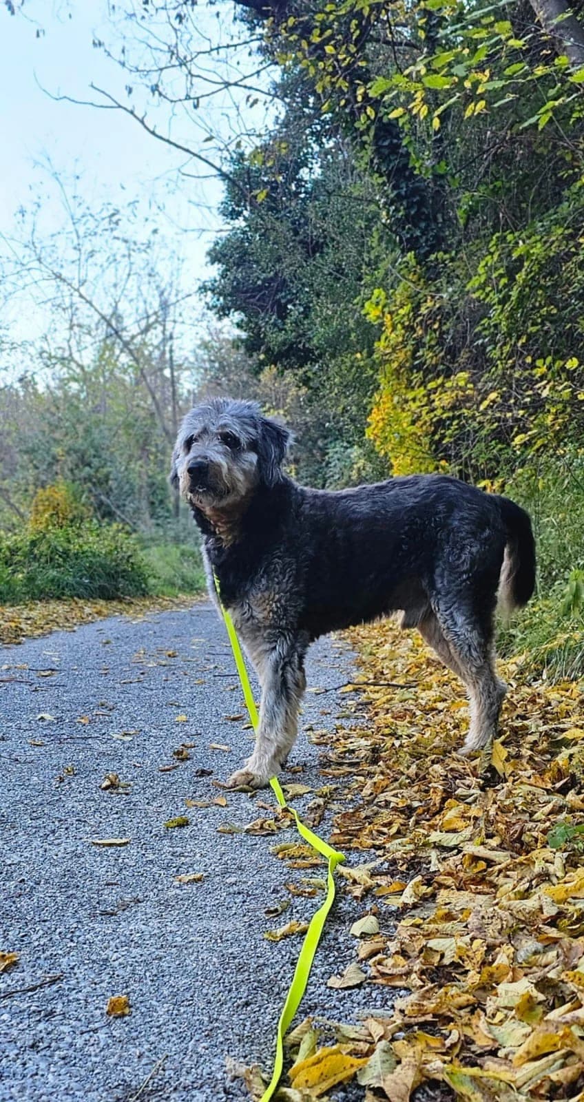 Bob, male senior Mixed Breed for adoption at S.P.A.C.A Rescue Animals Protection Riviera, Vence