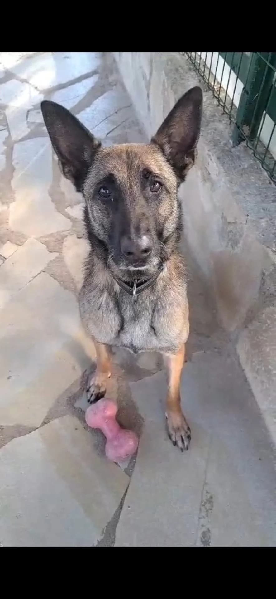 Kenzo, male senior Mixed Breed for adoption at S.P.A.C.A Rescue Animals Protection Riviera, Vence