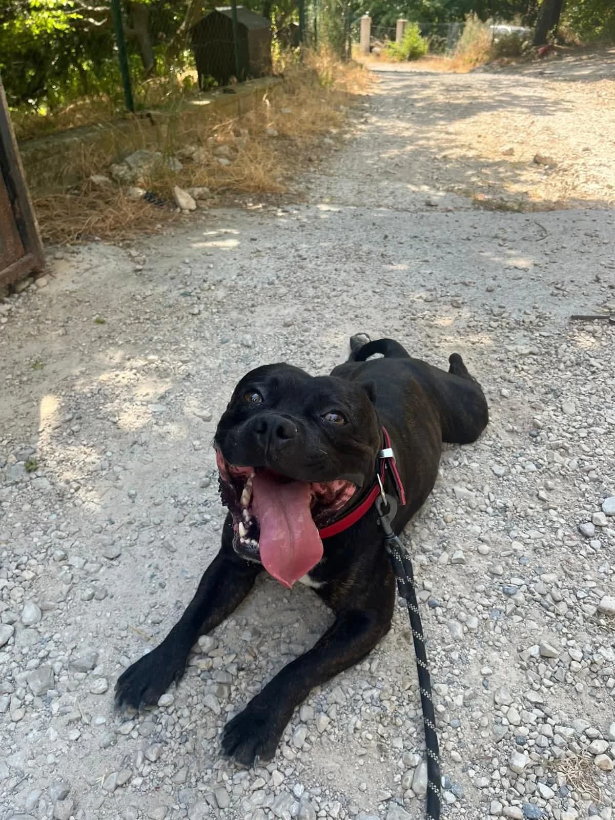 Rocky, male 4yo Mixed Breed for adoption at S.P.A.C.A Rescue Animals Protection Riviera, Vence