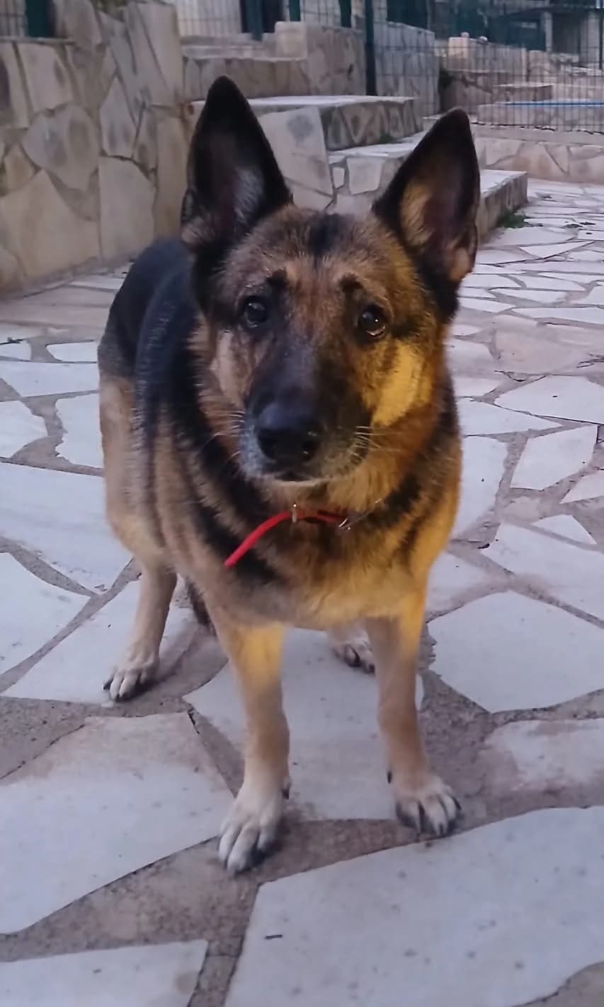 Missy, female senior Mixed Breed for adoption at S.P.A.C.A Rescue Animals Protection Riviera, Vence