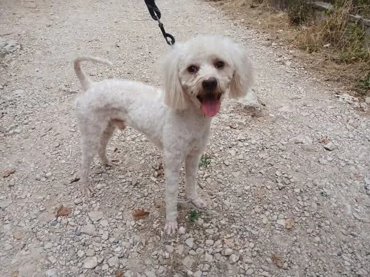 Bounty, male Mixed Breed for adoption at S.P.A.C.A Rescue Animals Protection Riviera, Vence