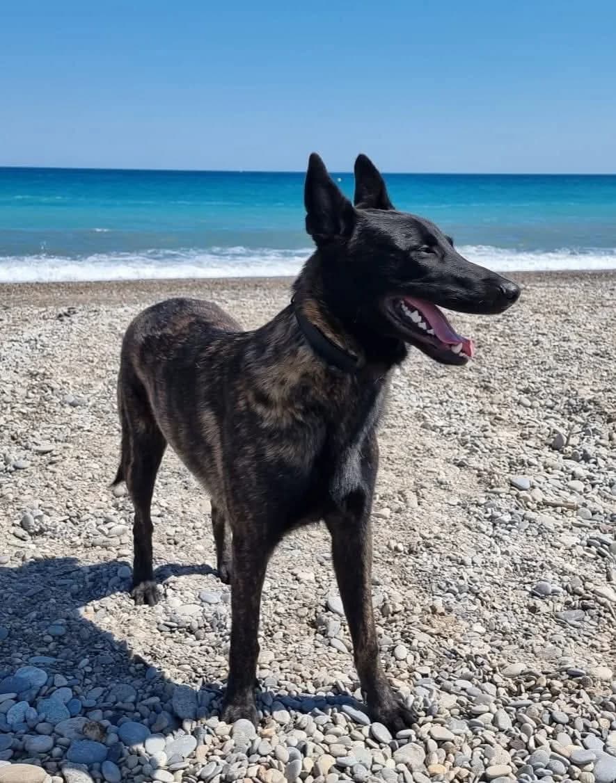 S&rsquo, male 5yo Mixed Breed for adoption at S.P.A.C.A Rescue Animals Protection Riviera, Vence