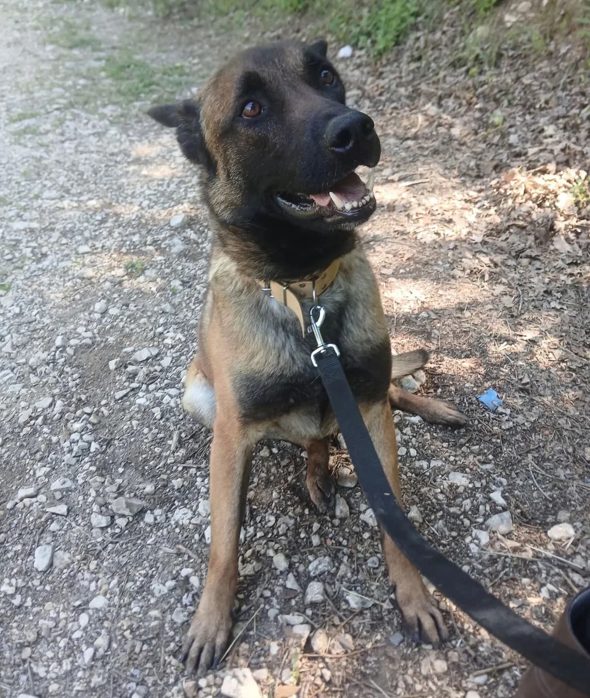 Simba, male 4yo Mixed Breed for adoption at S.P.A.C.A Rescue Animals Protection Riviera, Vence