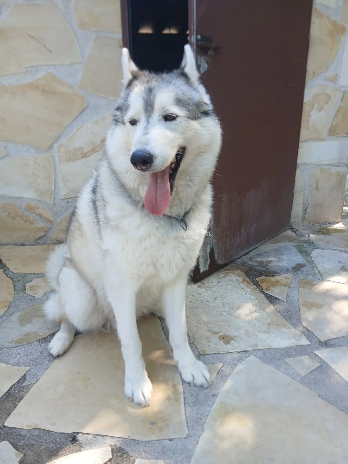 Romeo, male 6yo Mixed Breed for adoption at S.P.A.C.A Rescue Animals Protection Riviera, Vence