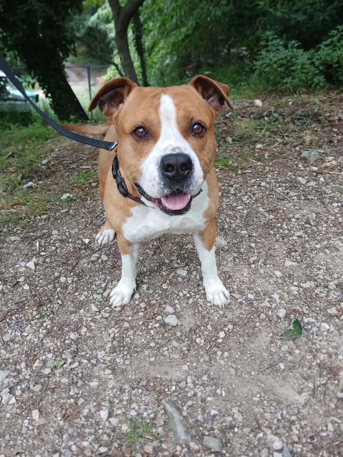 Rio, male 6yo Mixed Breed for adoption at S.P.A.C.A Rescue Animals Protection Riviera, Vence