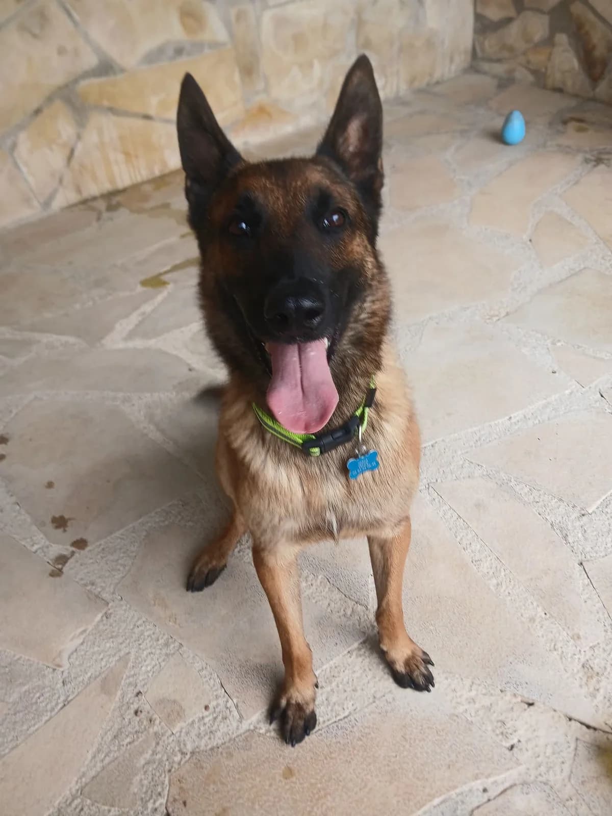 Paco, male senior Mixed Breed for adoption at S.P.A.C.A Rescue Animals Protection Riviera, Vence