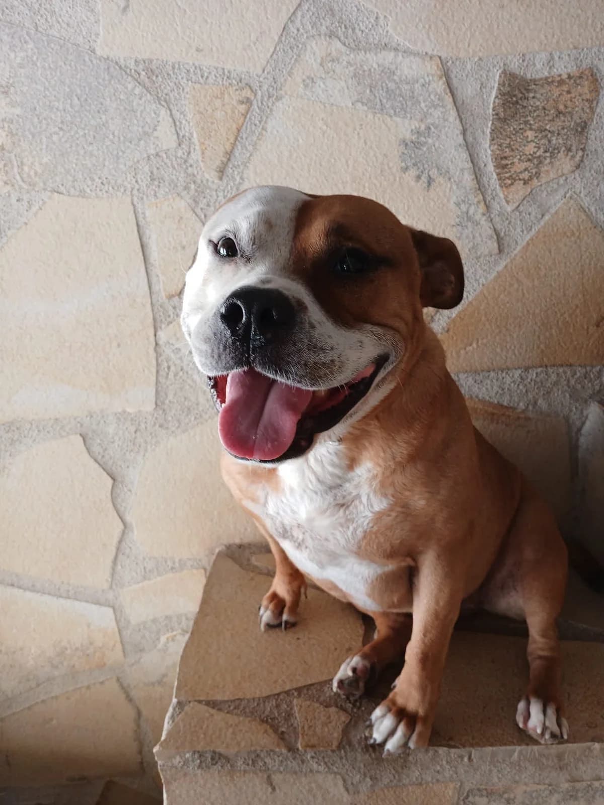 Praline, female 6yo Mixed Breed for adoption at S.P.A.C.A Rescue Animals Protection Riviera, Vence